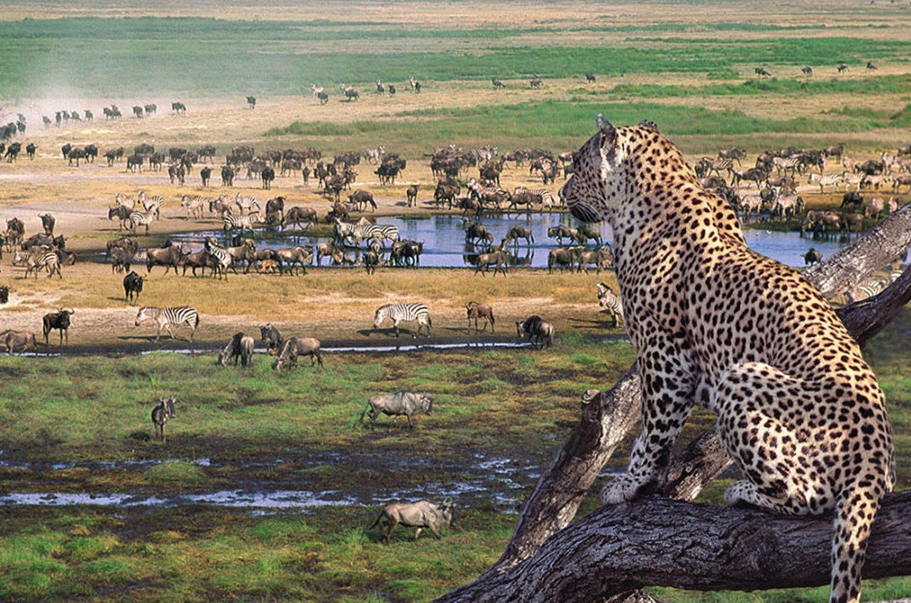 Serengeti wildlife landscape