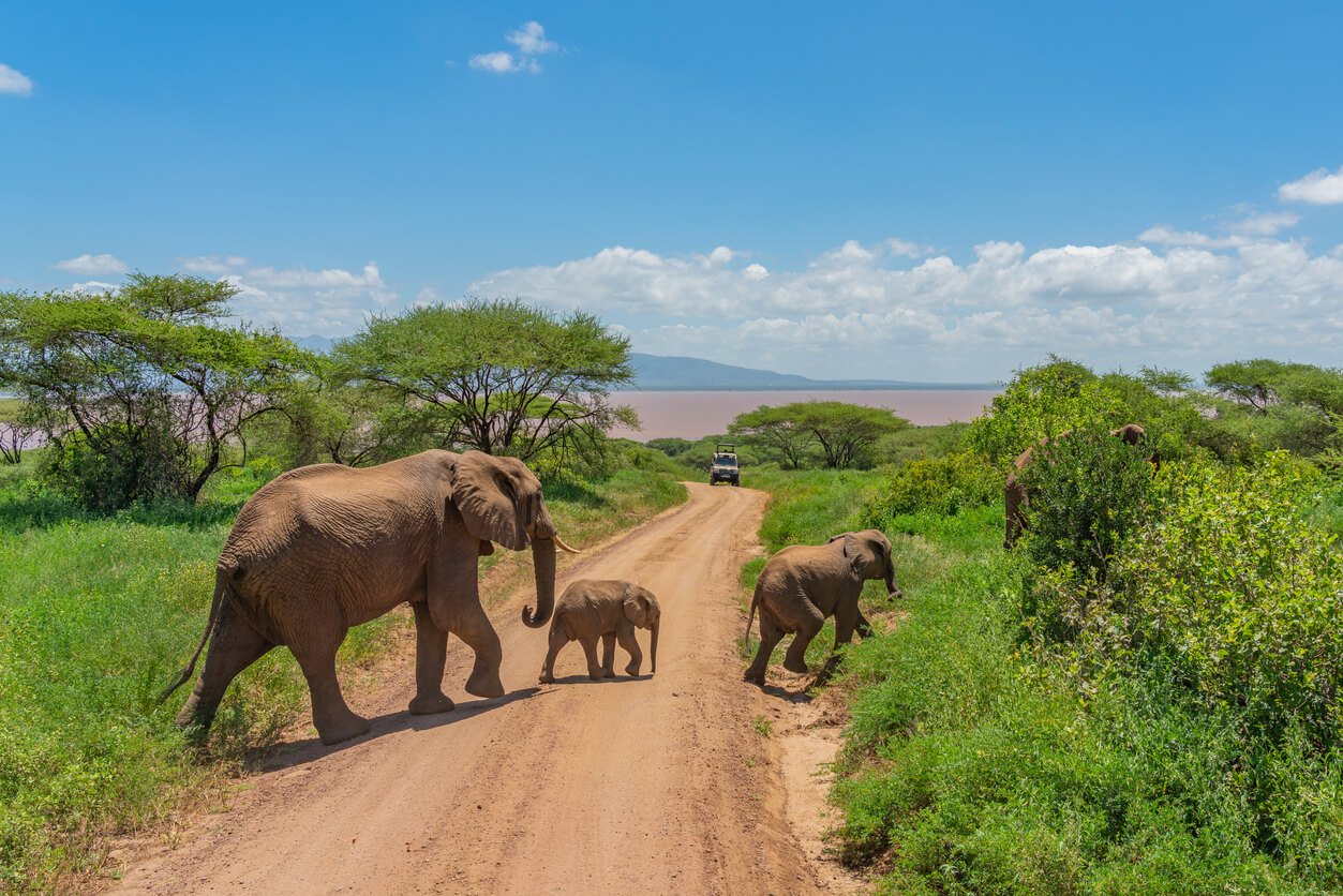 Tarangire elephants